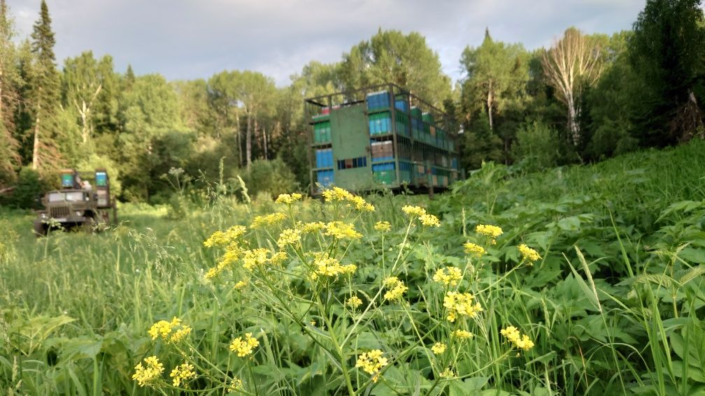 Мёд алтайский Усть Каменогорский