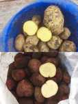 Продам картофель. Павлодар.