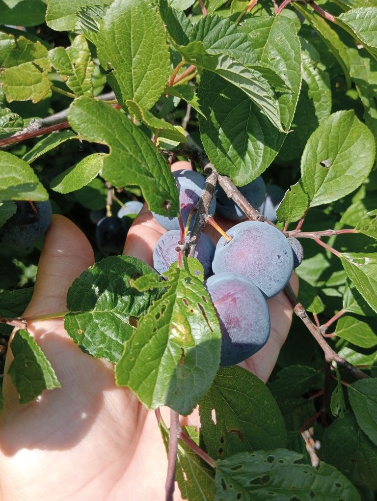 Продам дачную сливу, ещё на дереве, сладкая.