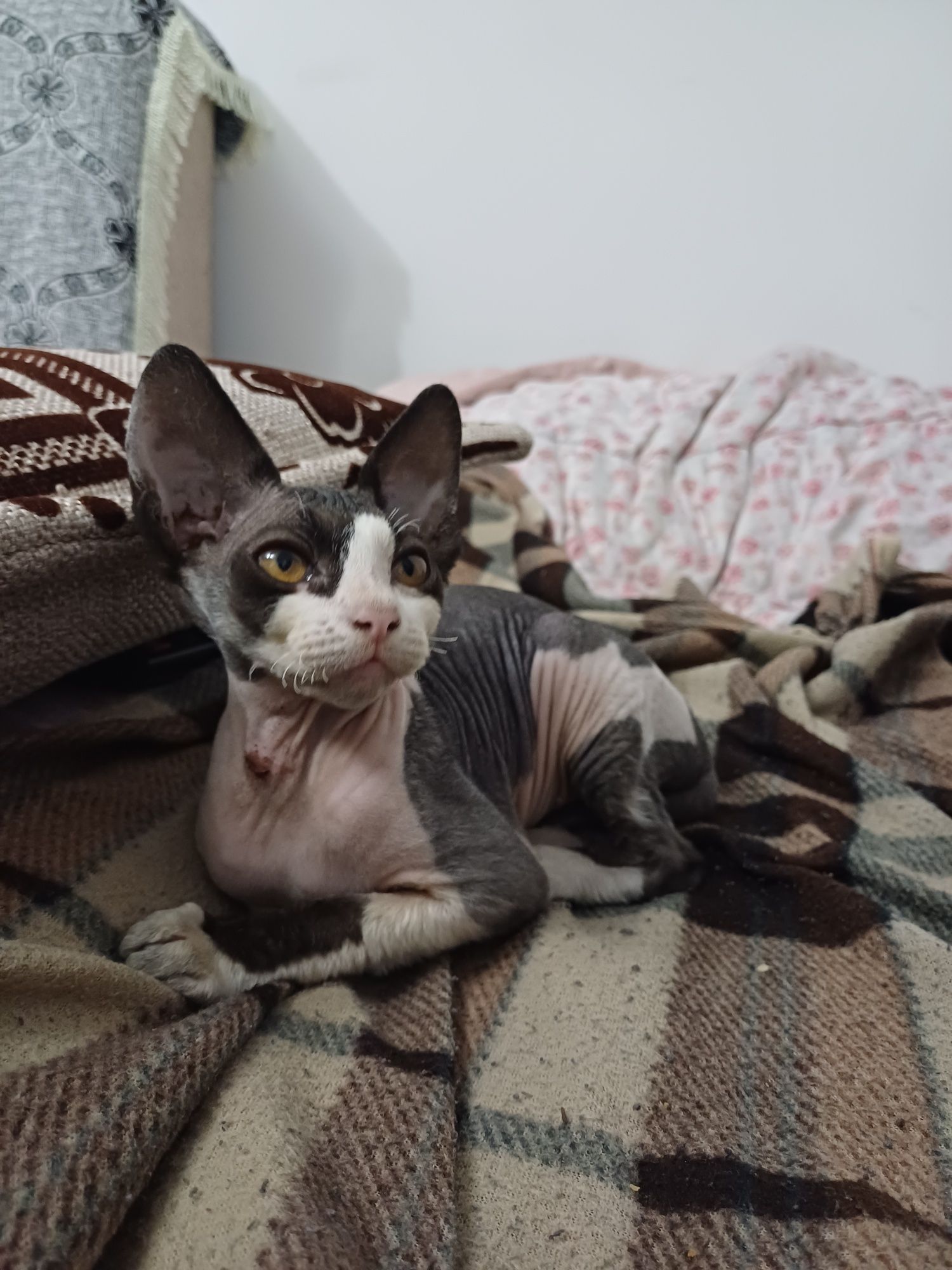 Продам Котёнка породы Донской Сфинкс
