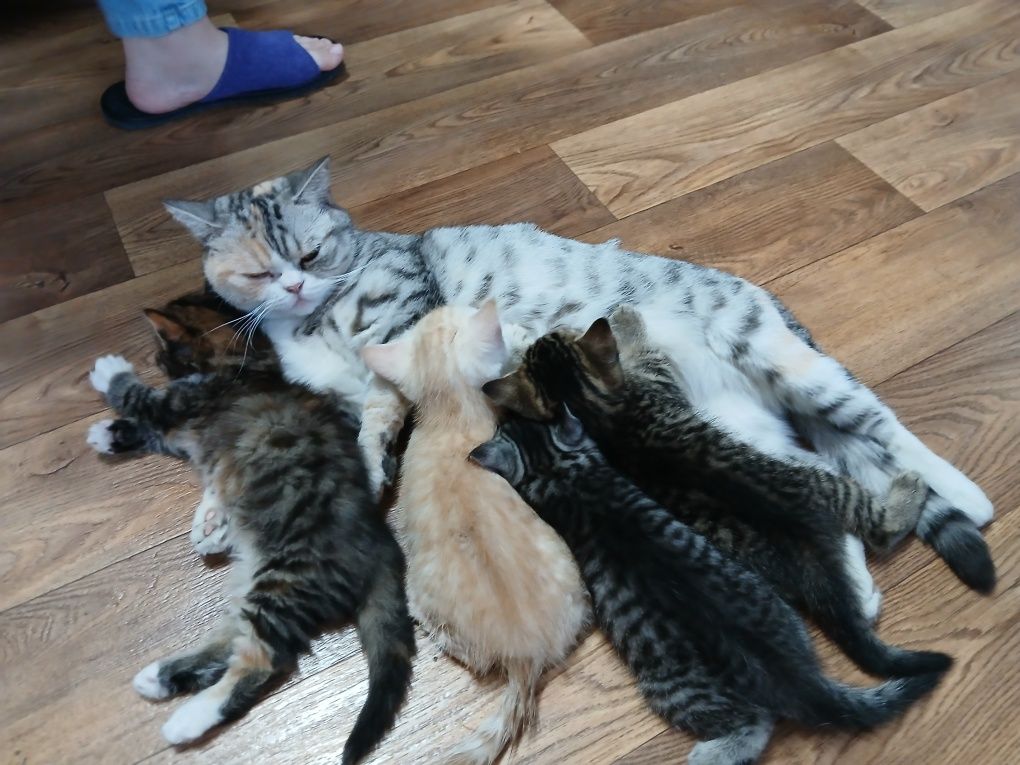 Продам котят британских