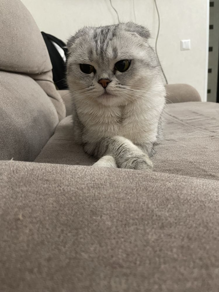 Кошка, веслоухая, шотландка, 2 нода, девочка, прикчена к лотку, воспит