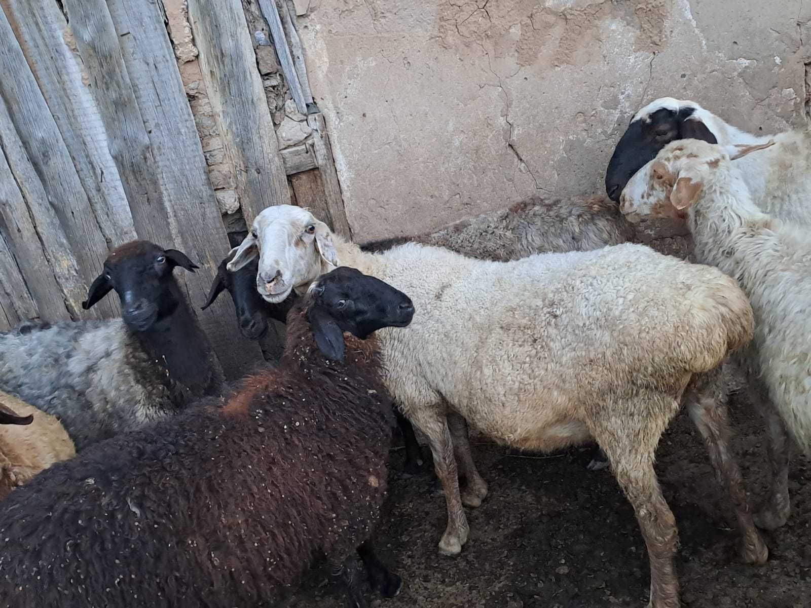 Продаю жирных баранов