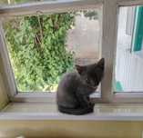 Отдам котёнка в добрые руки