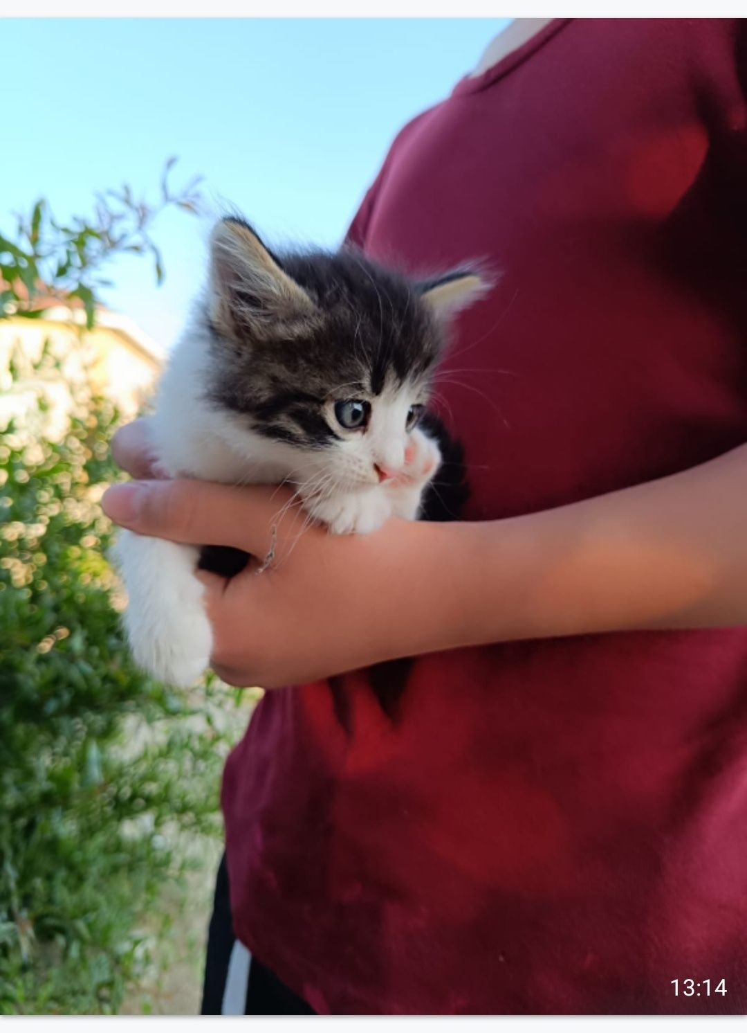 Отдам котят в заботливые руки
