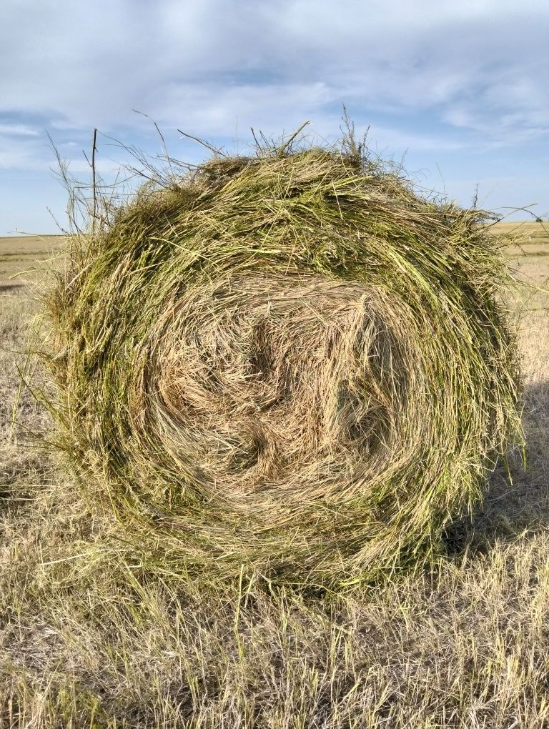 Продам сено в рулонах.