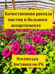 Петуния рассада цветов