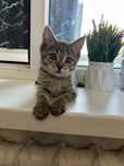Отдам котенка девочку в хорошие руки, 2 месяца