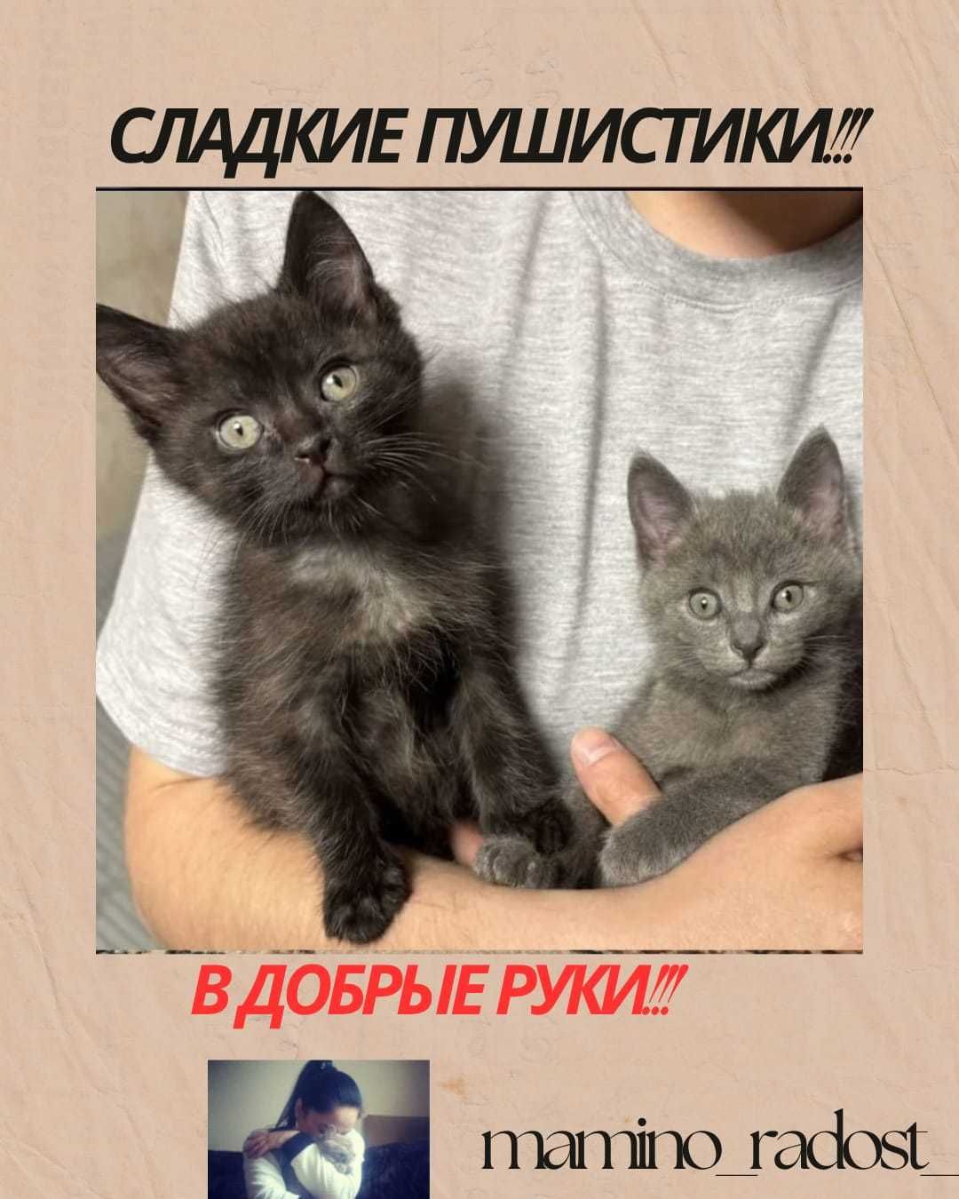 Кошки  и котята в добрые руки