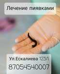 Лечение пиявками 1400 тенге