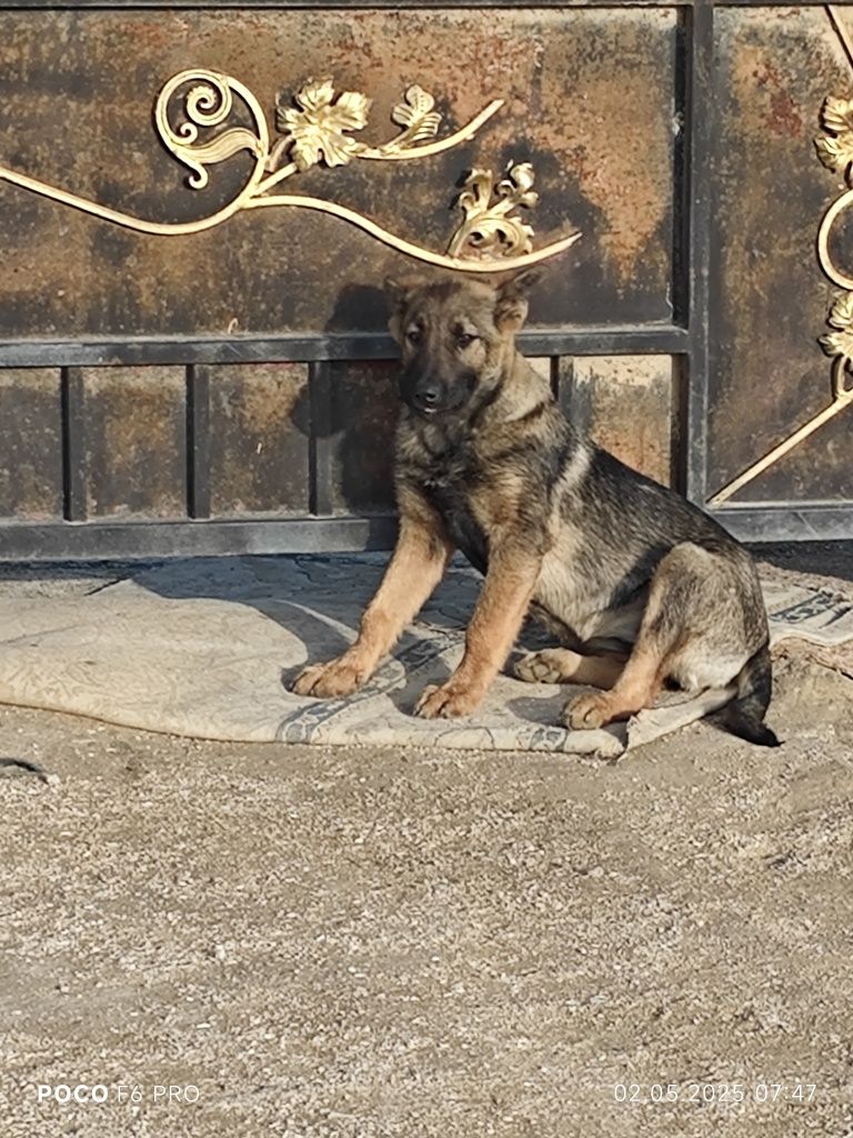 Бельгийская собака