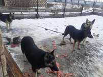 Щенки восточно европейской овчарки