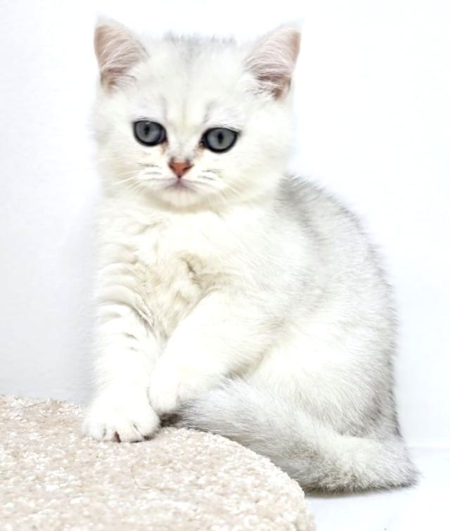 Котики и кошечки британские