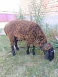 Продам барана кошкар