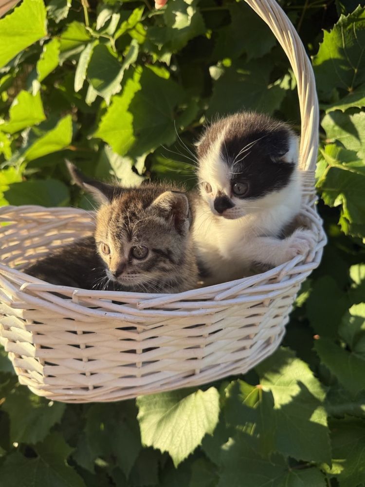 Котята породистые