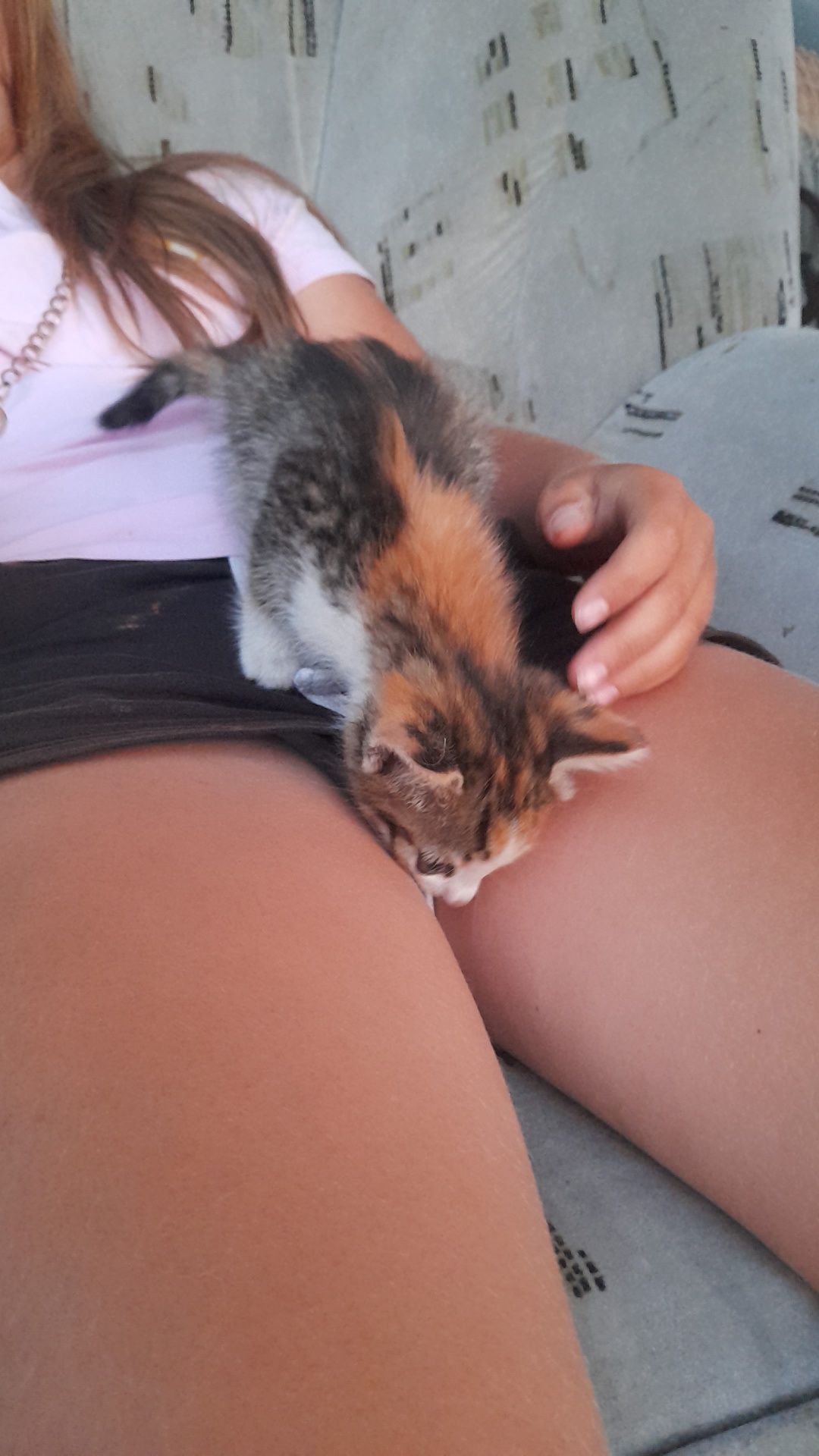 Отдам котёнка в добрые руки