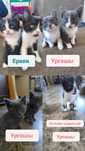 Котята 06 апреля родились