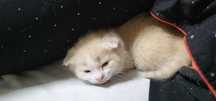 отдам котят бесплатно. 2 месяца. красивые полукровки