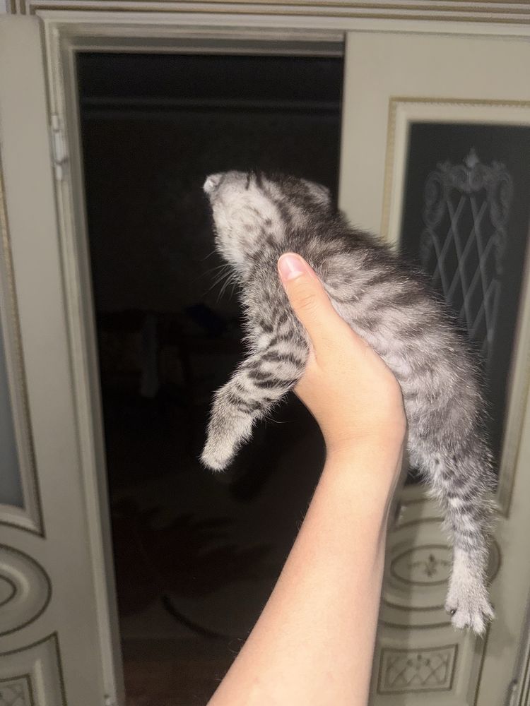 Срочно продаю чистокровного котенка