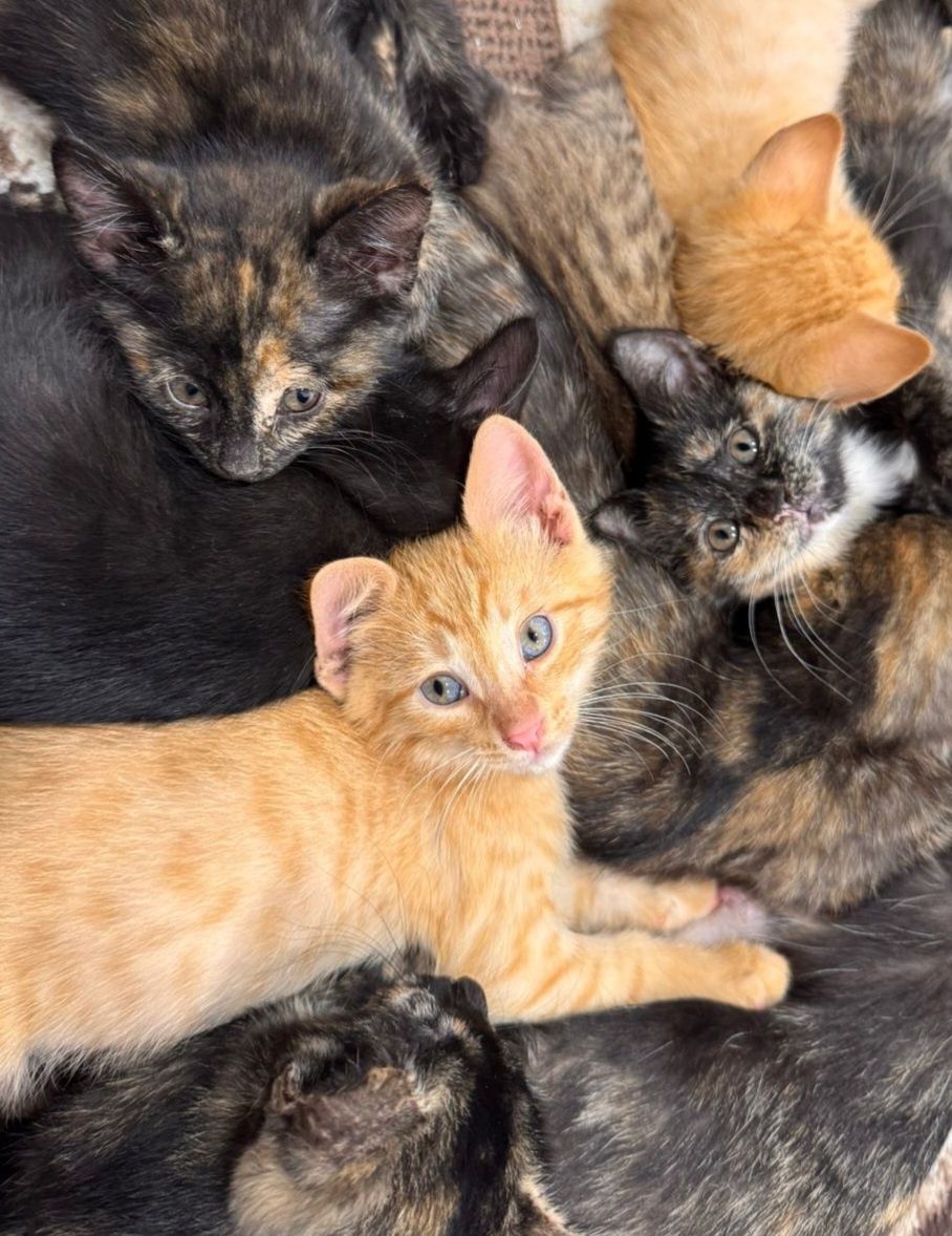 КОТЯТА ждут семью !!!
