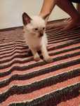 Отдам в добрые руки кошку с котятами. 3 мальчика и 2 девочки.