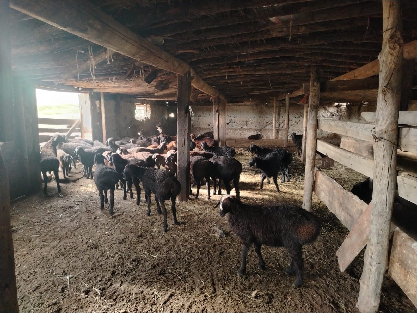 3=4 айлык кошкарлар таза гиссар
