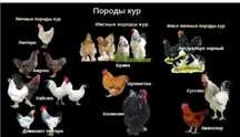 Породные куры и инкубационное яйцо Петропавловск
