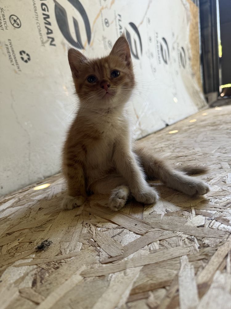 Отдам Котят бесплатно, поможем!