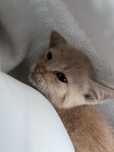 Рыжый котенок мальчик