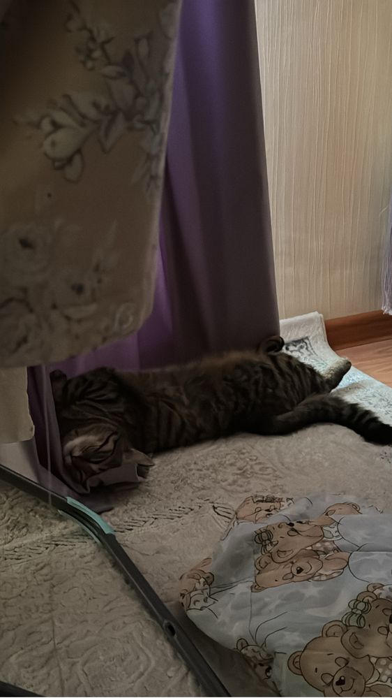 Отдам кошку даром