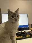 Отдаём кота в хорошие руки