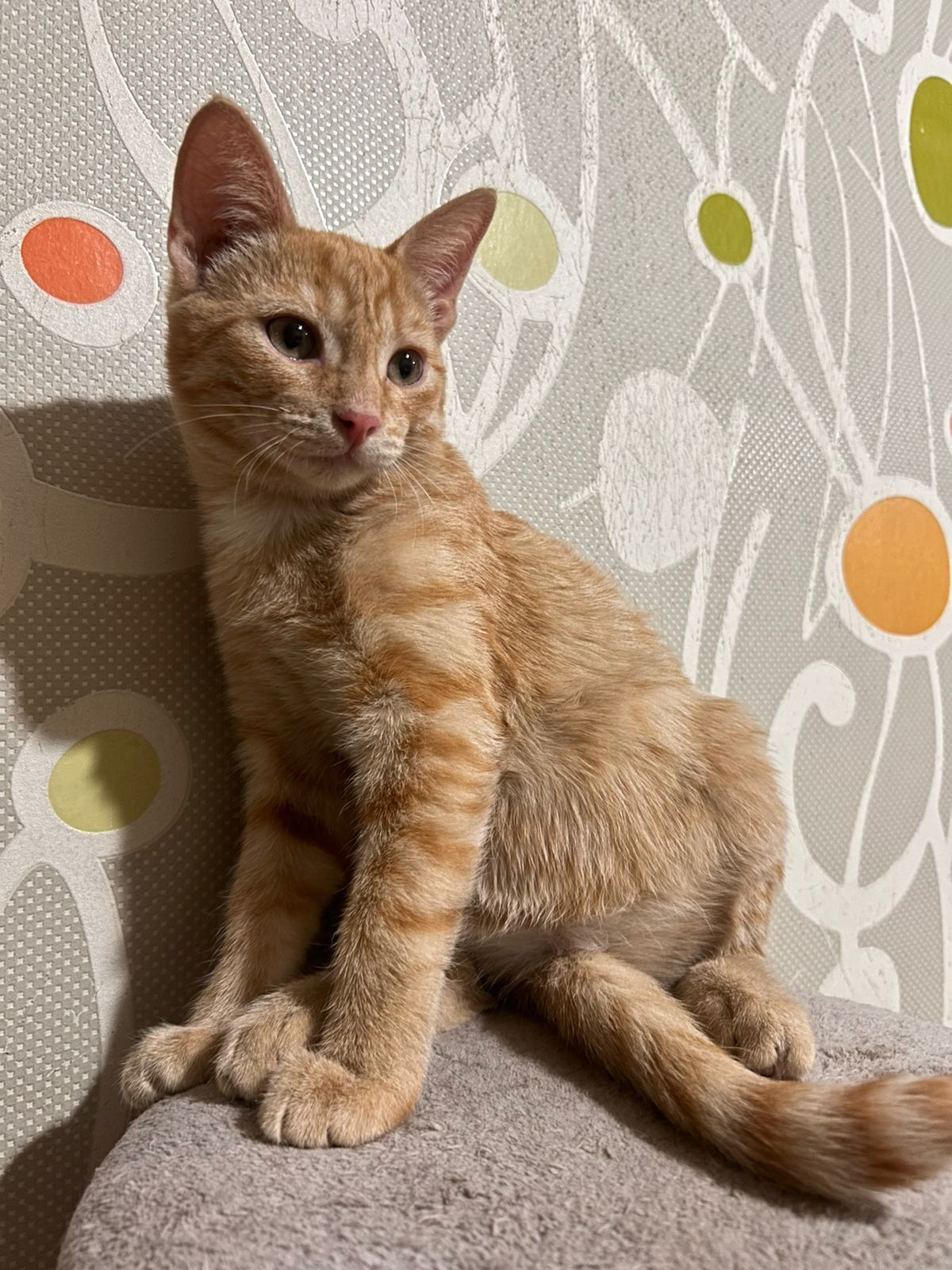 Котята ищут семью