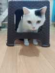 Отдам юную кошку в добрые руки
