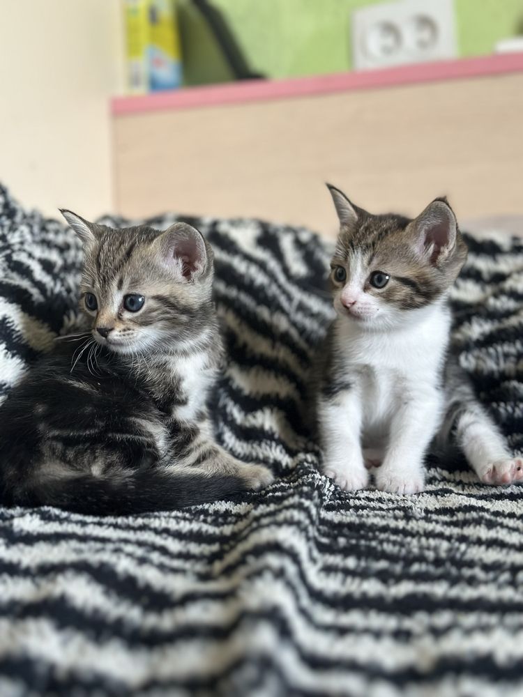 Отдам котят только в ответственные руки