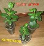 Продам комнатные растения