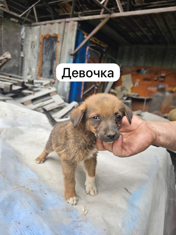 Щенки 3 мальчика и 3 девочки