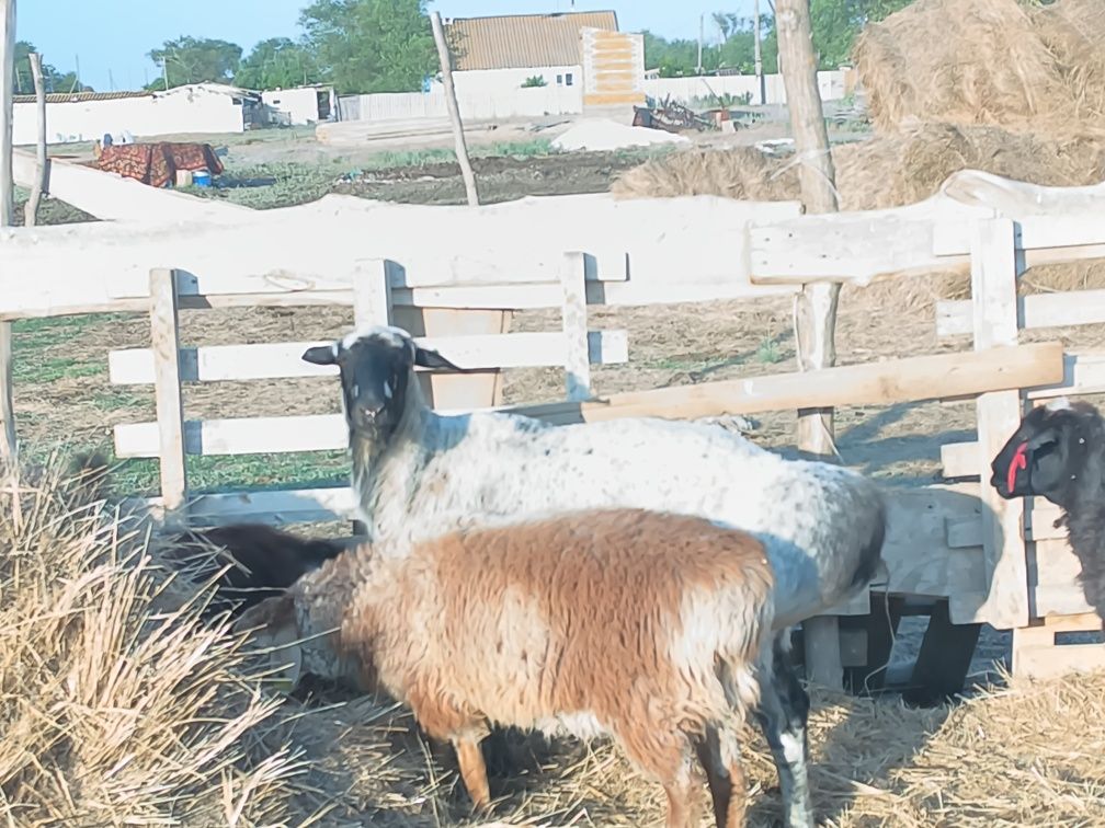 Продам или обмен на КРС