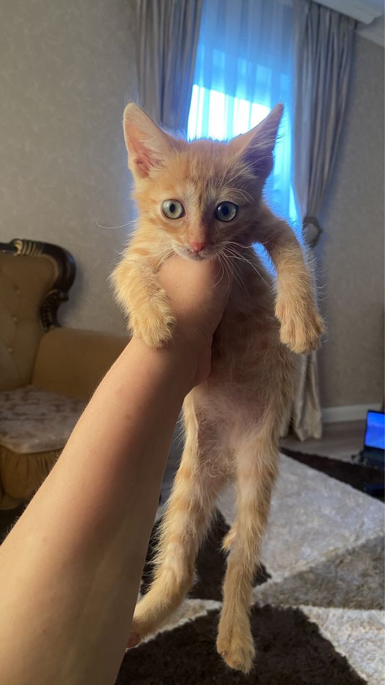 Котёнки маленькие