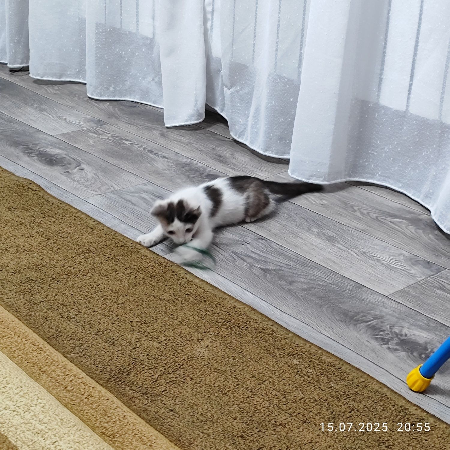 Отдам котенка в добрые руки