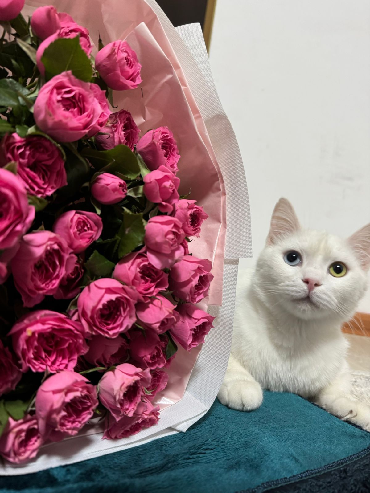 Отдам кота в добрые руки