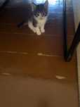 Котята 2 мес домашние