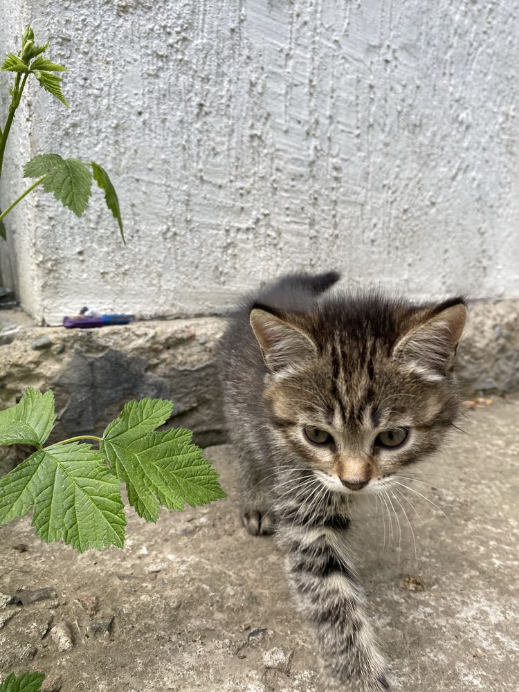 котёнок, девочка, отдадим в хорошие руки