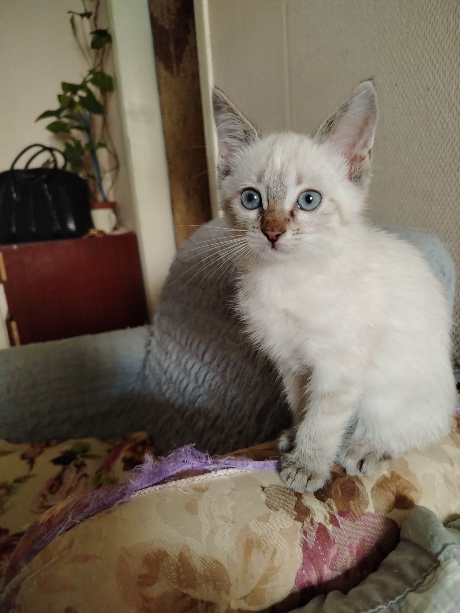 Котята, сиамские редгол и сиамские