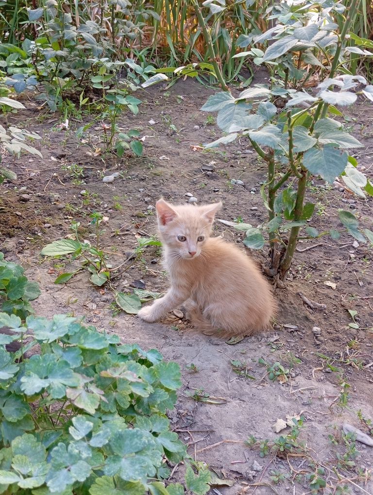 Котята ищут добрые руки