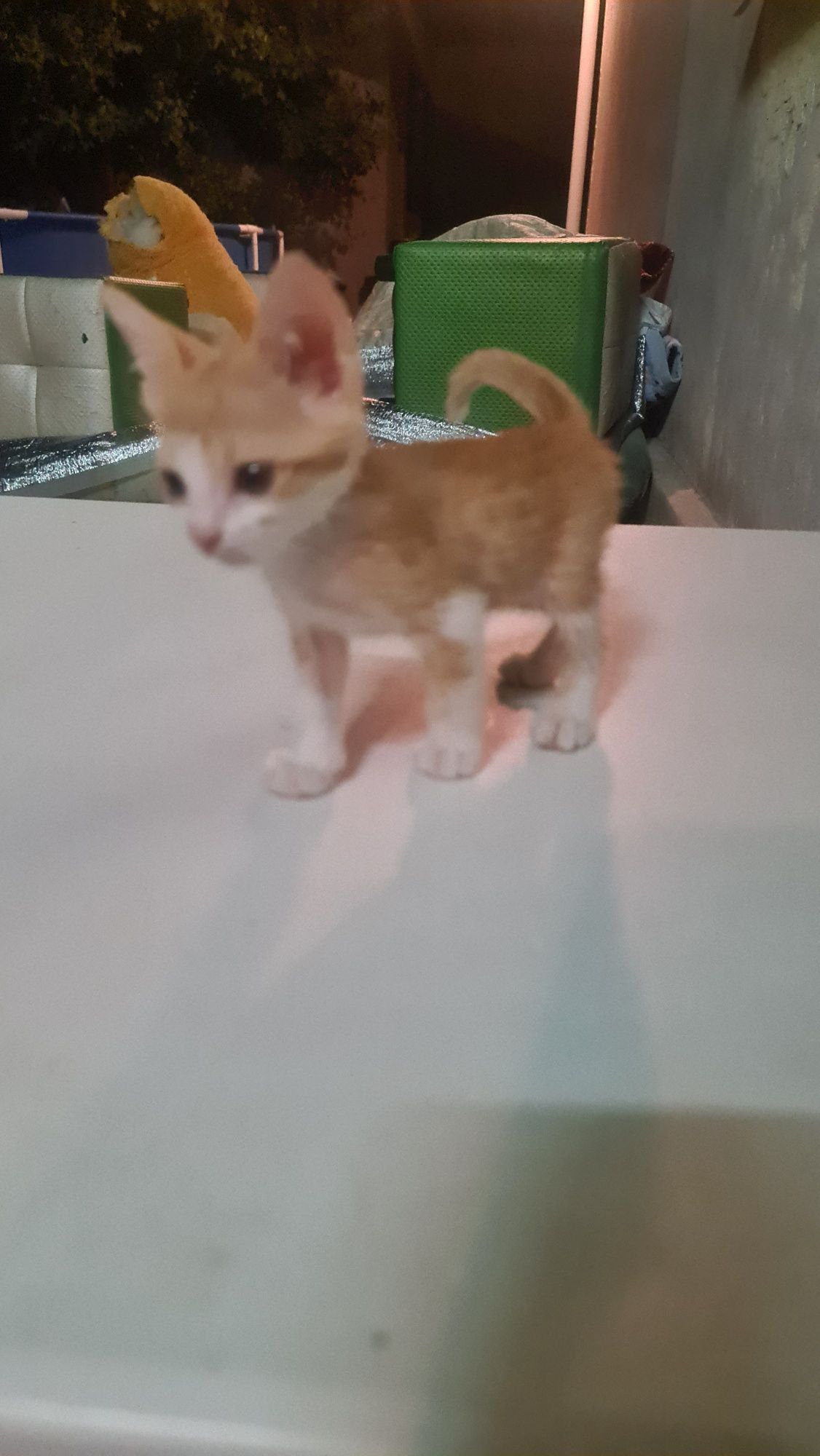 Котёнок рыжий мальчик