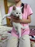Котенок, 2 месяца