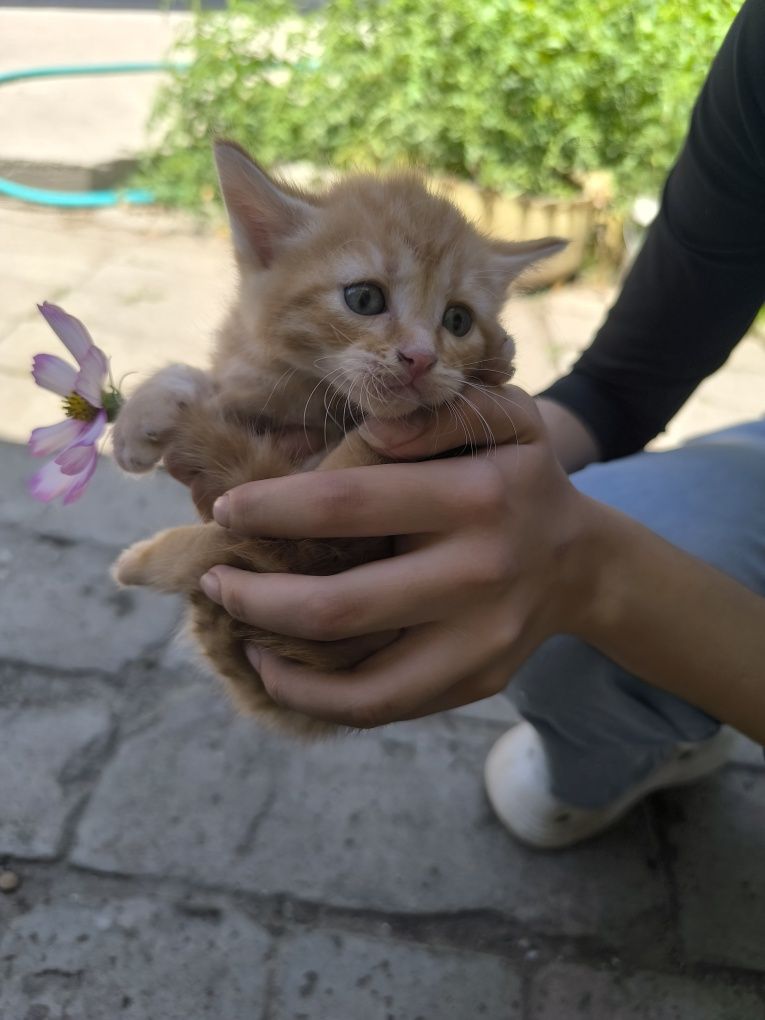 Котята мама котиш страид