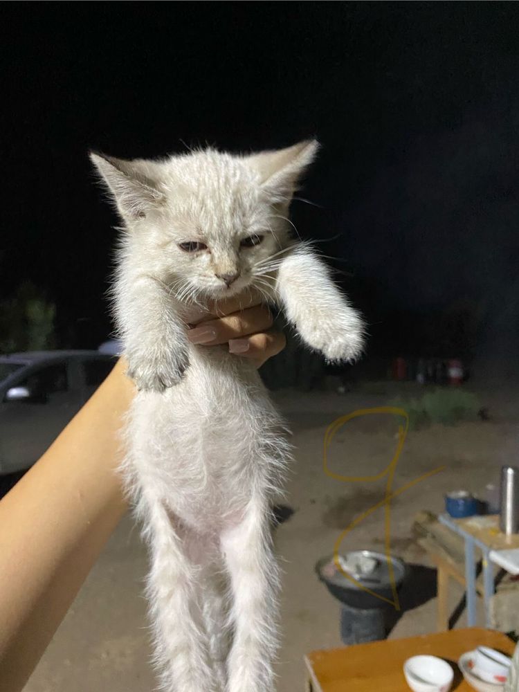 Отдам котят добрые руки бесплатно