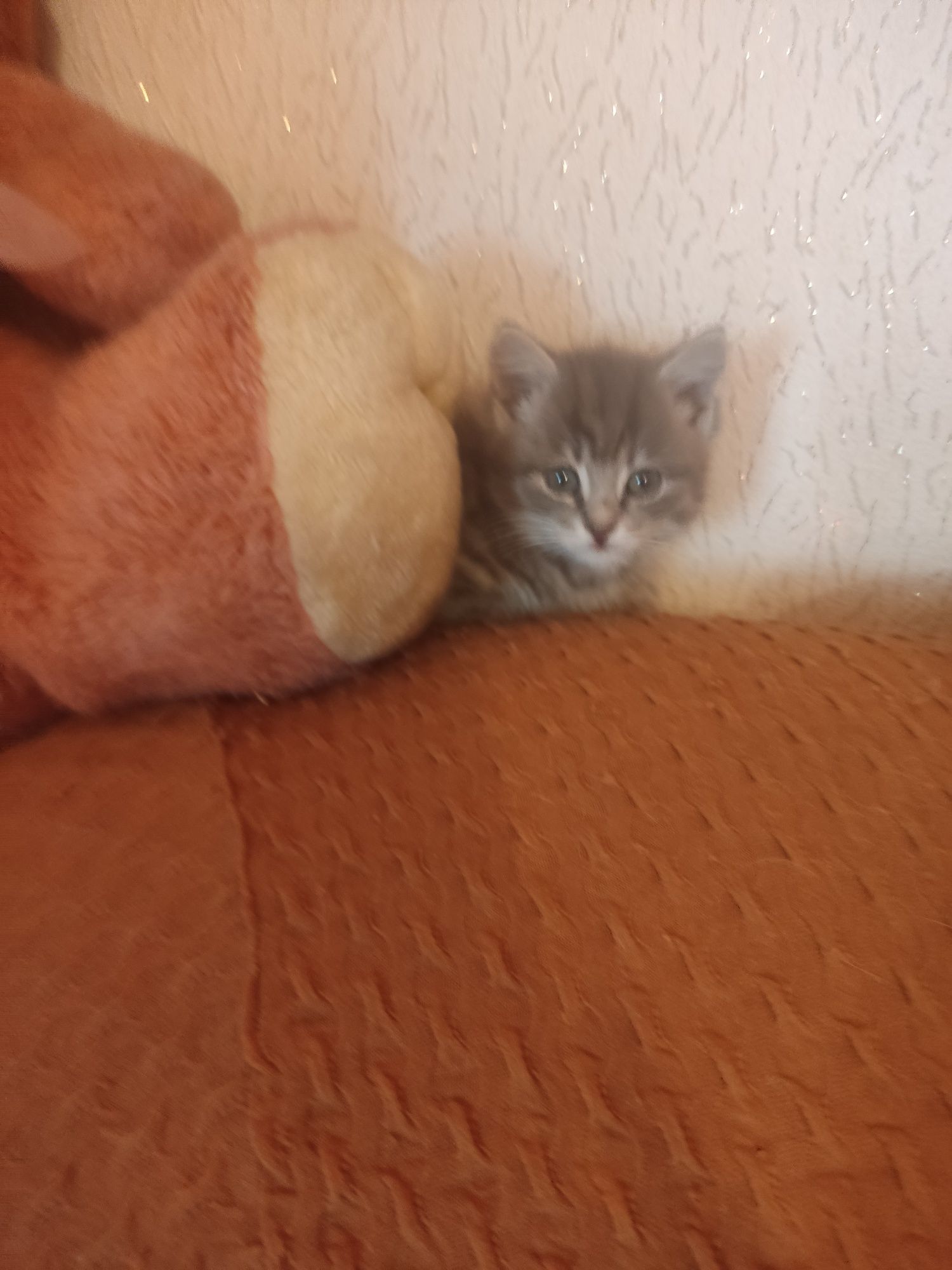 Отдам  котят в хорошим руки