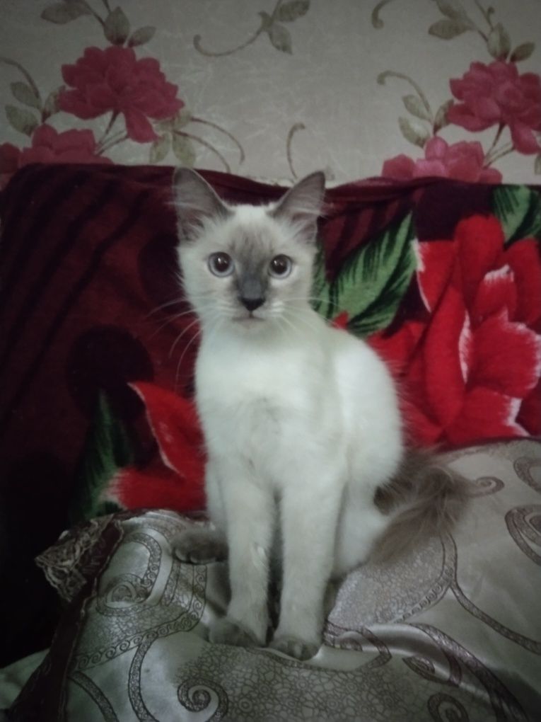 Отдам в хорошие руки